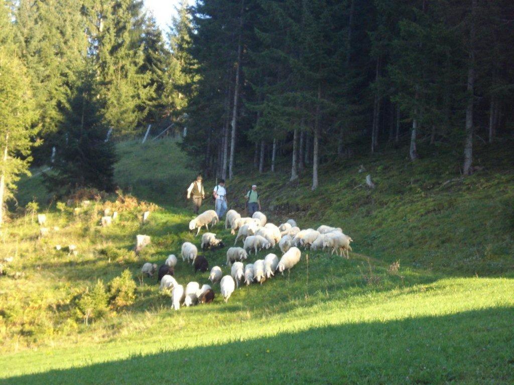 Fesengut Hotel Annaberg im Lammertal Kültér fotó
